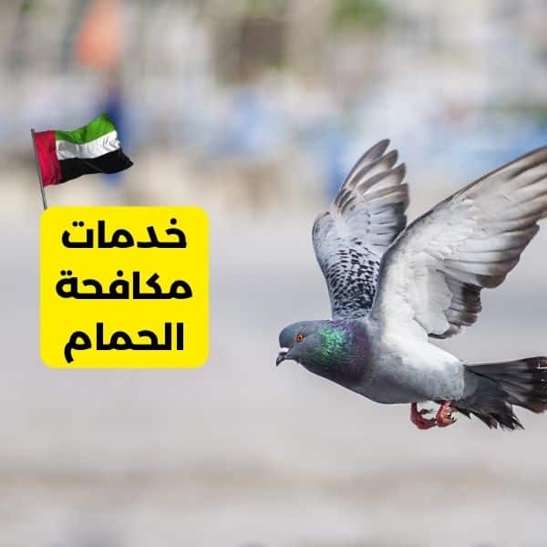 خدمات مكافحة الحمام في دبي