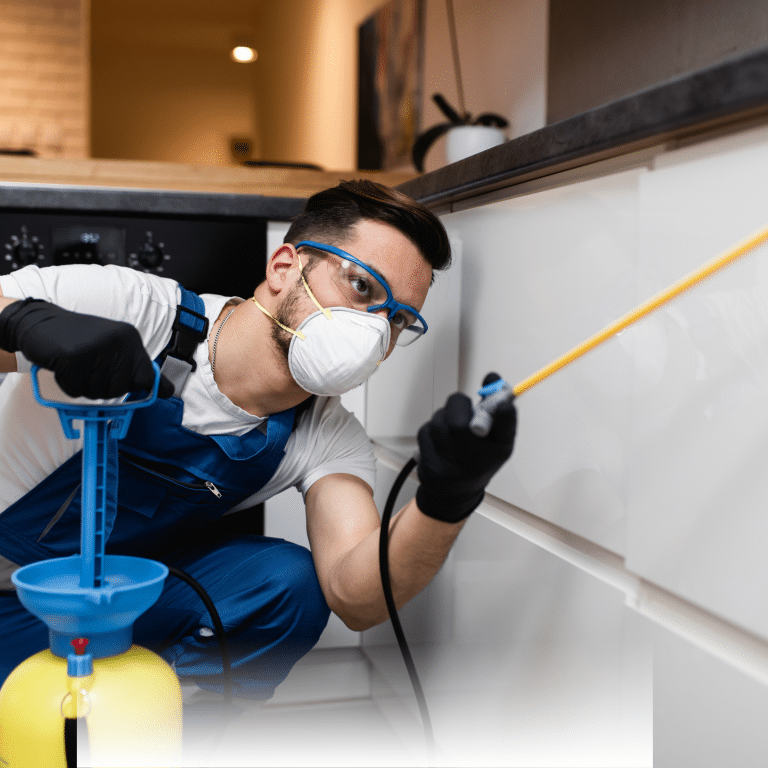 شركة مكافحة حشرات في دبي